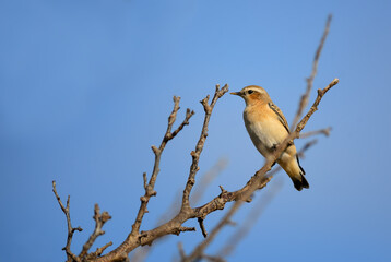 Northern Wheatear - Oenanthe oenanthe, beautiful perching bird from European meadows and grasslands, Pag island, Croatia.
