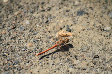 red dragonfly perched on the ground