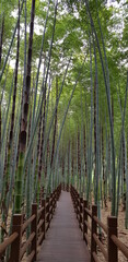 a bamboo grove, 대나무숲