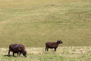 black sheep in the English countryside