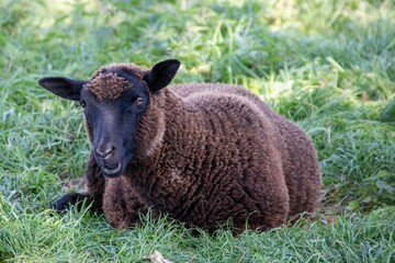 beautiful black sheep enjoying the sunshine