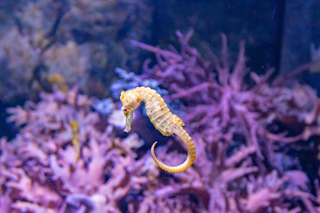 Closeup shot of beautiful seahorse © Vlad Negru/Wirestock