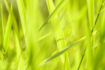 Blurred grass - abstract background, universal use