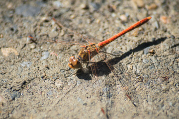 red dragonfly perched on the ground