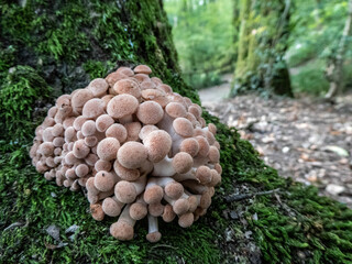 fungus growing on a tree, a sign of autumn
