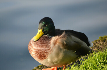 duck at the edge of a pond