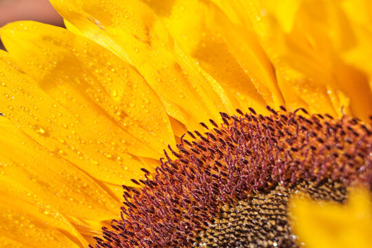 Close up sunflower petals and ploen with water droplets
