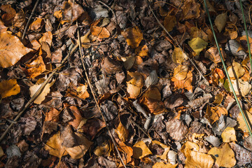 dry leaves on the ground