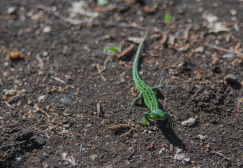 green lizard on a stone