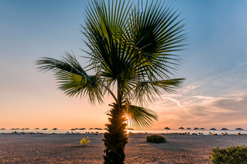 Palm tree on beach at sunrise