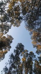 Obraz premium Trees in the forest, Castello di Acquafredda, Wild, Siliqua, Cagliari, South Sardinia, Italy