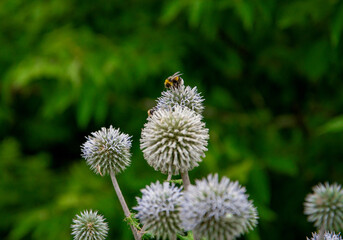 bee on a thistle