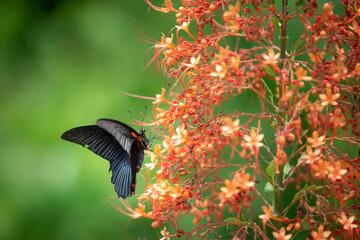 A Butterfly sucking on Red Flowers. Beautiful nature.