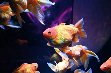 7 143 Darling Water Wall Murals Canvas Prints Stickers Wallsheaven