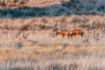 Oryx lying in grass and red hartebeest grazing