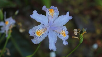 Scilla peruviana in a garden