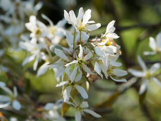 Amelanchier lamarckii | Kupfer-Felsenbirne oder Korinthenbaum in weißen Blüten und strahlend gelbem bis Kupferfarbe Laub