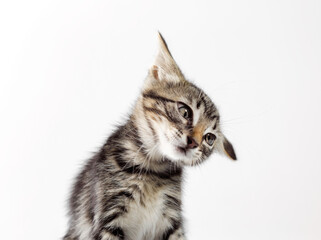 portrait of a gray kitten on a white background close up