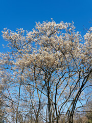 Amelanchier lamarckii | Kupfer-Felsenbirne oder Korinthenbaum. Strauch in weißen Blüten in leicht überhängenden unter einem schönen blauen Himmel