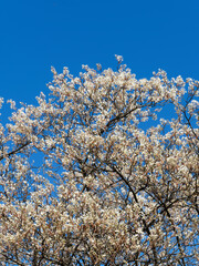 (Amelanchier lamarckii) Kupfer-Felsenbirne oder Korinthenbaum mit eine Wolke strahlend wei&szlig;er Sternenbl&uuml;ten und Kupferfarbe Laub