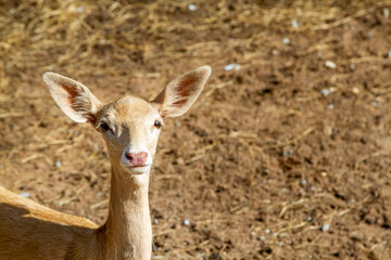 Young deer in the zoo