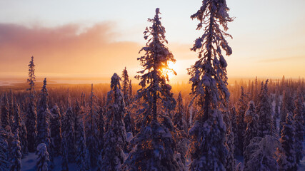 Fototapeta na wymiar Aerial view from drone of snowy pines of endless coniferous forest trees in Lapland National park, bird’s eye scenery view of natural landmark in Riisitunturi on winter season at sunset golden light.
