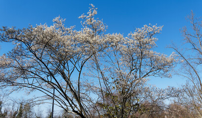 Fototapeta na wymiar Kupfer-Felsenbirne oder Korinthenbaum, Schöner Zierstrauch mit einem Kleid aus zarten weißen Blüten