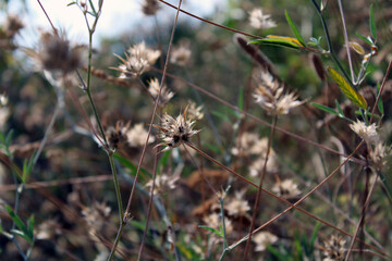 Fiore seccato spinoso nel campo