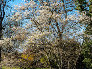 Kupfer-Felsenbirne oder Korinthenbaum in weißen Blüten und strahlend gelbem bis Kupferfarbe Laub unter einem schönen blauen Himmel