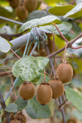 Obraz premium Orchard with kiwi in Marche, Central Italy