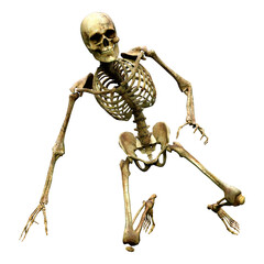 3D Rendering Human Skeleton on White