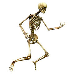 3D Rendering Human Skeleton on White