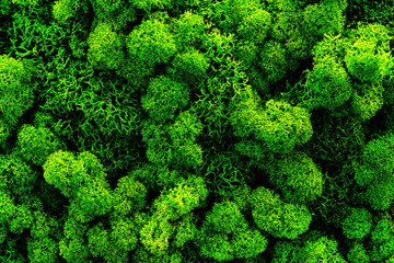 The texture of green moss. Beautiful natural background of lush, spongy greens. Close-up