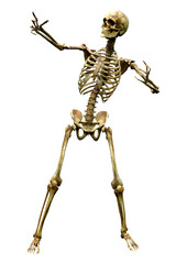 3D Rendering Human Skeleton on White