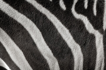 Zebra pattern with black and white