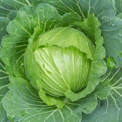 Obraz premium head of cabbage on the field