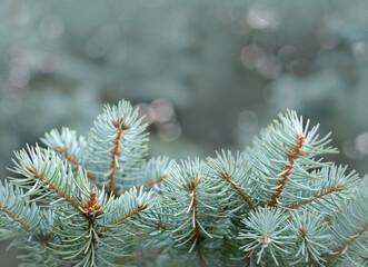 Natural background of Christmas tree branches with copy space, soft focus bokeh