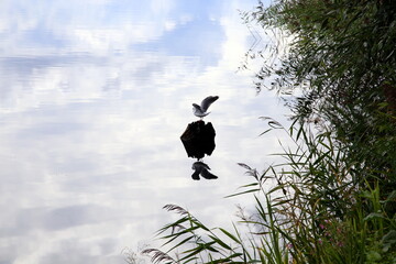 Reflection in the calm water of one bird with open wings on a rock