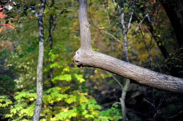 un arbre au tronc tordu