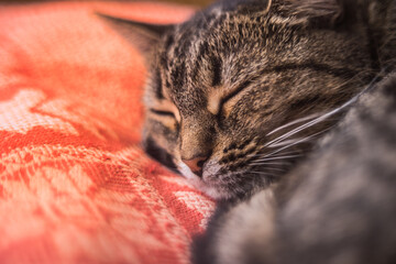 cat sleeping