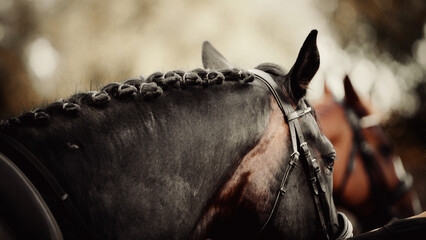 Pigtails on neck sports brown horse. Equestrian sport.
