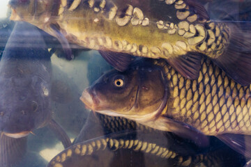 Fish carp in a glass aquarium. Trade in live fish