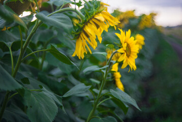 yellow flowers in the garden
