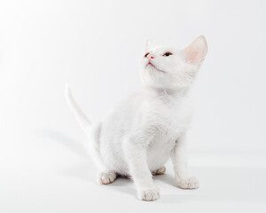 white little kitten on a light background