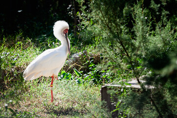 Portrait d'un oiseau spatule blanche ou platalea leucorodia