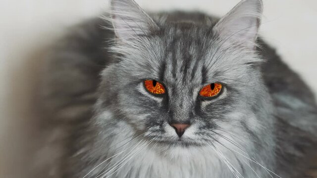 Cinemagraph of a grey cat with red eyes watching, hypnotizing gaze. Loopable cinemagraph plotagraph effect.
