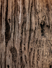 Trunk texture