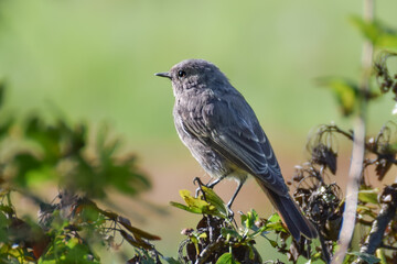 Black redstart bird close-up photo