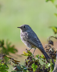 Black redstart bird close-up photo