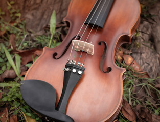 Front side of violin put on green grass ground floor,plenty of blurred dried leaves,blurry light around